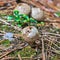 Edible mushroom Puffball spiny Latin. Lycoperdon perlatum