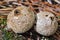 Edible mushroom Puffball spiny Latin. Lycoperdon perlatum