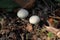 Edible mushroom - a raincoat is acanthceous