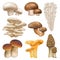 Edible mushroom realistic plants, enoki, oyster mushrooms. Golden chanterelle, morel and cremini natural mushroom plants