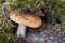 Edible mushroom Russula ochroleuca in spruce forest.