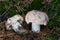 Edible mushroom Russula vesca in spruce forest.