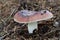 Edible mushroom Russula vesca in the spruce forest. Known as The Flirt.