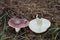 Edible mushroom Russula vesca in the spruce forest. Known as The Flirt.