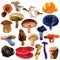 Edible mushroom set.