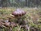 Edible mushroom slippery jack or sticky bun, Suillus luteus