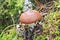 Edible mushroom slippery jack or sticky bun, Suillus luteus. The boletus mushroom grew among moss and lingonberry bushes