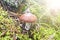 Edible mushroom slippery jack or sticky bun, Suillus luteus in the rays of sunlight. The boletus mushroom grew among moss