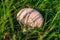 Edible mushroom spiky raincoat, or pearl raincoat Latin: Lycoperdon perlatum. Mushroom among green grass, illuminated by the sun