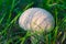 Edible mushroom spiky raincoat, or pearl raincoat Latin: Lycoperdon perlatum. Mushroom among green grass, illuminated by the sun