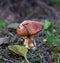 Edible mushroom Suillus