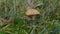 The edible mushroom Suillus bovinus. The mushroom grows among moss in a forest glade