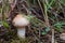 Edible mushroom Suillus granulatus growing in the grass