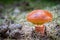 Edible mushroom Suillus grevillei commonly known as Grevilles bolete