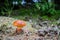 Edible mushroom Suillus grevillei commonly known as Grevilles bolete