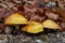 Edible mushroom Suillus grevillei in the mixed forest. Known as Greville`s bolete or larch bolete.