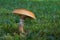 Edible mushroom Suillus grevillei on a mountain meadow.