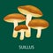 Edible mushroom Suillus luteus isolated, Wild Foraged , Vector natural mushrooms in nature set, organic vegetable fo