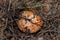 Edible mushroom Suillus luteus in the pine forest. The hat mushroom close up. Soft focus