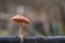 Edible mushroom Tubaria furfuracea on the branch.