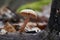 Edible mushroom Tubaria furfuracea in the floodplain forest.