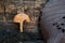 Edible mushroom Tubaria furfuracea on the  wood.