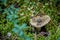 Edible mushroom ugly milk-cap on natural background.