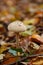 Edible mushroom umbrella Macrolepiota in the autumn forest