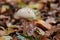 Edible mushroom umbrella Macrolepiota in the autumn forest