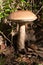 Edible mushroom in wood