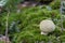 Edible mushroom Xerocomus subtomentosus in the beech forest. Known as Suede Bolete or Boring Brown Bolete.