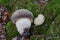 Edible mushroom Xerocomus subtomentosus in the beech forest. Known as Suede Bolete or Boring Brown Bolete.