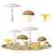 Edible mushrooms