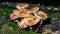 Edible mushrooms Agaric honey fungus or Armillaria mellea, cluster growing, macro, selective focus, shallow DOF