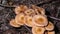 Edible mushrooms Agaric honey fungus or Armillaria mellea, cluster growing, macro, selective focus, shallow DOF