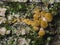 Edible mushrooms Agaric honey fungus, Armillaria mellea, cluster growing through the wood, macro, selective focus