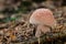 Edible mushrooms Amanita rubescens