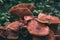 Edible mushrooms born on beech trunk, month of October