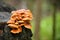 Edible mushrooms Flammulina velutipes known as Enokitake, Golden Needle mushroom or Lily mushroom