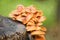 Edible mushrooms Flammulina velutipes known as Enokitake, Golden Needle mushroom or Lily mushroom