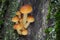 Edible mushrooms Flammulina velutipes known as Golden Needle