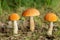 Edible mushrooms in a forest
