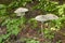 Edible mushrooms in forest