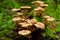 Edible mushrooms in a forest. Honey agarics mushrooms