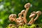 Edible mushrooms in a forest. Honey agarics mushrooms