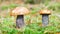 Edible mushrooms in forest. orange-cap boletus