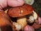 Edible mushrooms in the hand of a person. Forest mushrooms-Boletus. Porcini