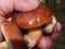 Edible mushrooms in the hand of a person. Forest mushrooms-Boletus. Porcini