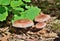 Edible mushrooms Hygrophorus russula