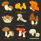 Edible mushrooms isolated flat vector icons set